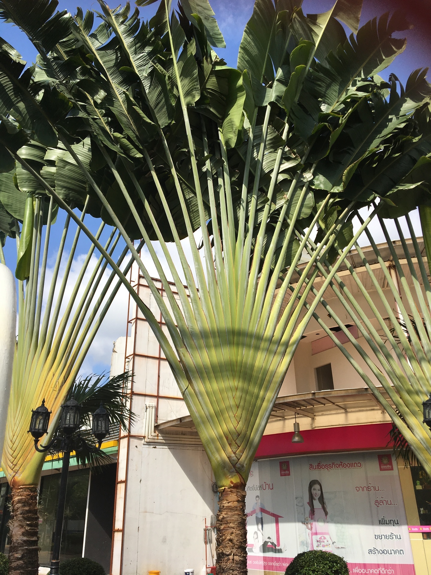 タイの熱帯植物 バナナ日記